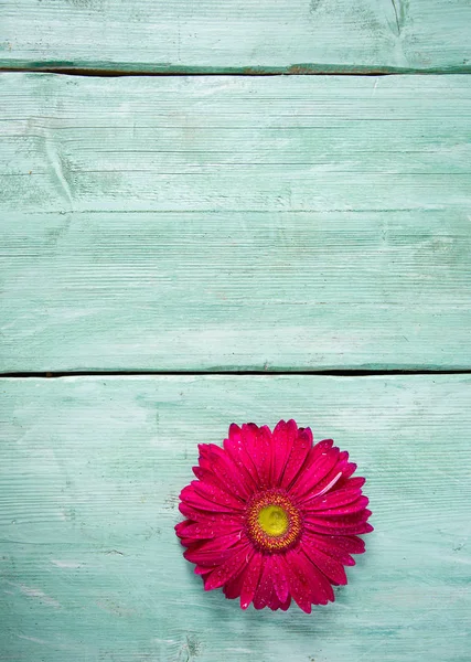 Gerbera Bloem Houten Ondergrond — Stockfoto