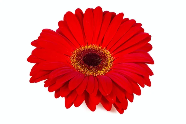 Красный Gerbera Изолированы Белом Фоне — стоковое фото