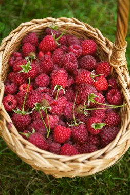 yeşil çimenlerin üzerinde sepette olgun ahududu
