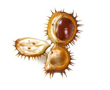 Kestaneler beyaz üzerine izole
