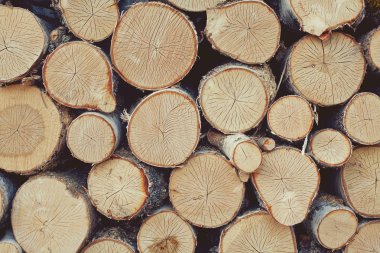 Huş odun, günlükleri yakın çekim