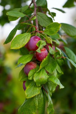 Bahçede büyüyen olgun erik
