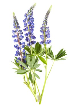 acı bakla çiçek beyaz arka plan üzerinde izole