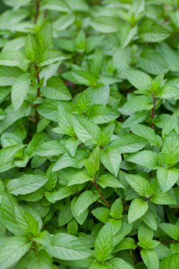 Nane bitkiler Garden'da görünümünü kapat