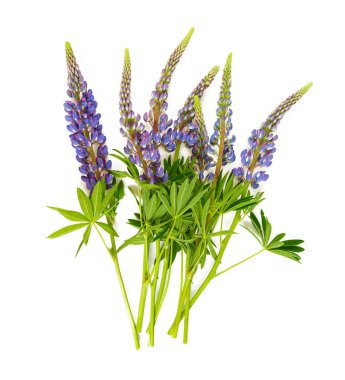 acı bakla çiçek beyaz arka plan üzerinde izole