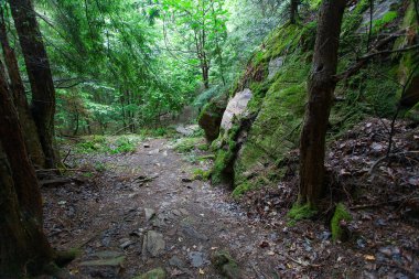Pastoral sakin orman yolu