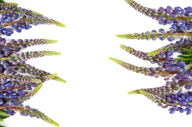 acı bakla çiçek beyaz arka plan üzerinde izole