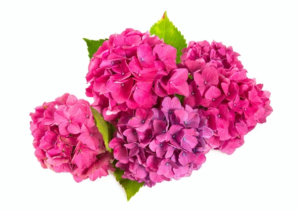 Roze Hortensia Geïsoleerd Wit — Stockfoto