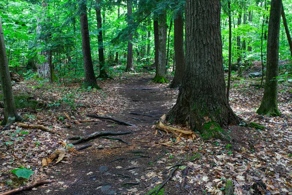 Tranquil Idylliska Skogen Sätt — Stockfoto