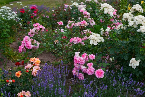 Lavender Roses Garden — Stock Photo, Image