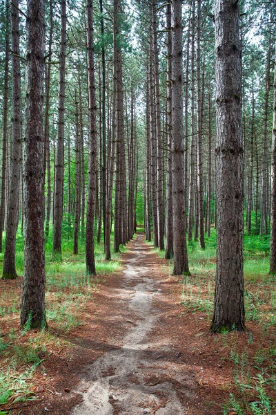 Tranquilizar Maneira Floresta Idílica — Fotografia de Stock