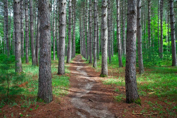 Tranquilizar Maneira Floresta Idílica — Fotografia de Stock