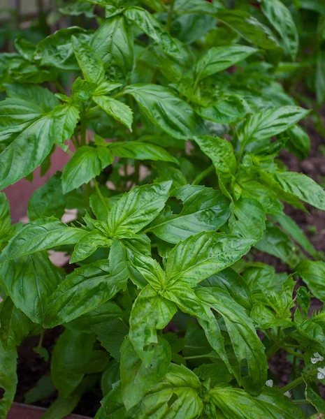 Albahaca Verde Fresca Cerca — Foto de Stock