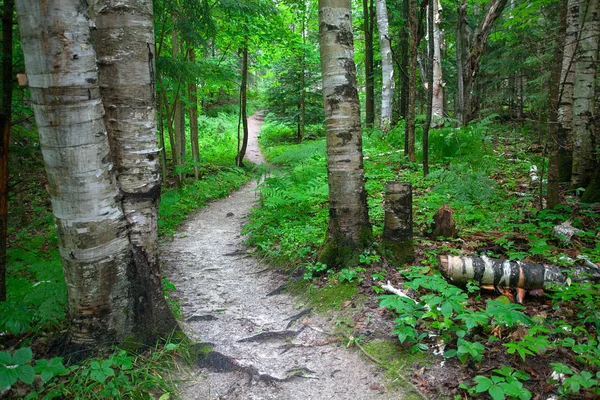 Tranquil Idylliska Skogen Sätt — Stockfoto