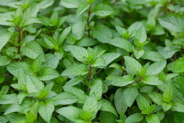 Cultivando Albahaca Cerca — Foto de Stock