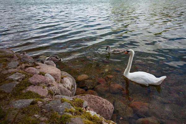 Familia Del Cisne Lago — Foto de Stock