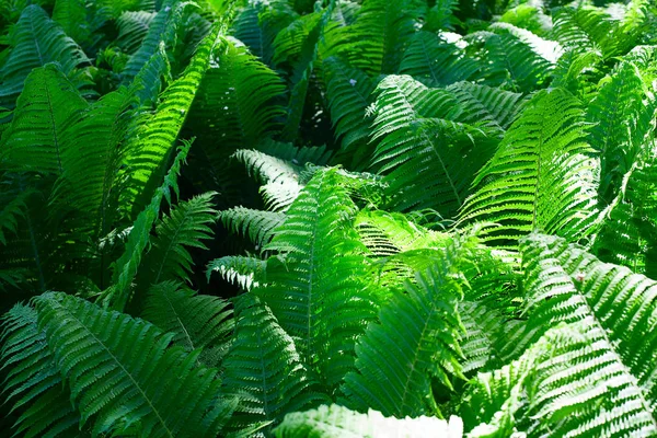 Yeşil fern yaprak arka plan