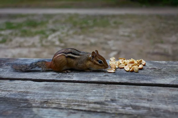 Esquilos Bonitos Comendo Amendoins — Fotografia de Stock