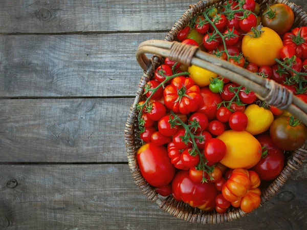 표면에 신선한 다채로운 토마토 — 스톡 사진