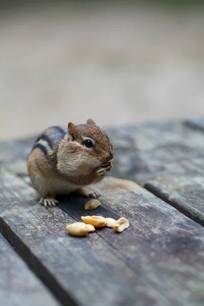 Niedliche Streifenhörnchen Essen Erdnüsse — Stockfoto