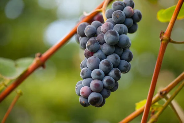 Mooie Druiven Groeien Buiten — Stockfoto