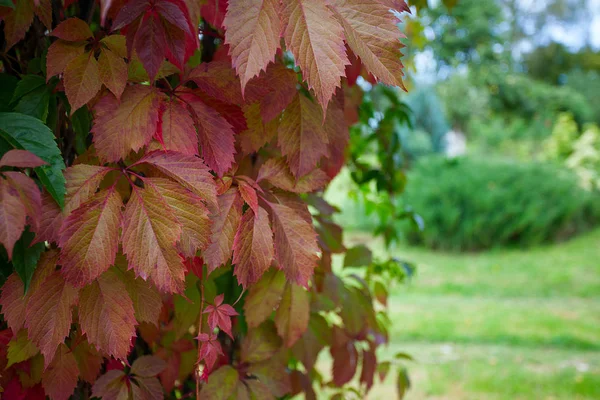 Wilde Traubenblätter Herbst — Stockfoto