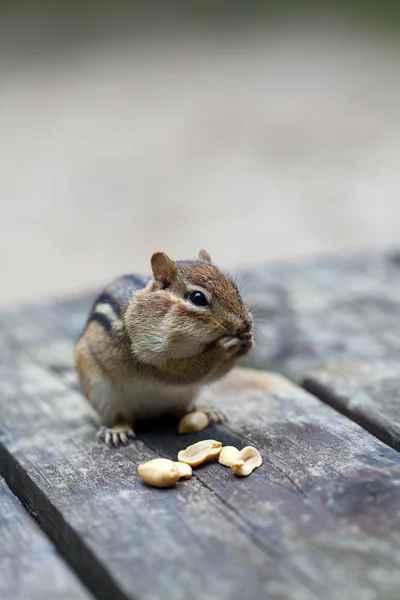 Chipmunk Mignon Manger Des Arachides — Photo