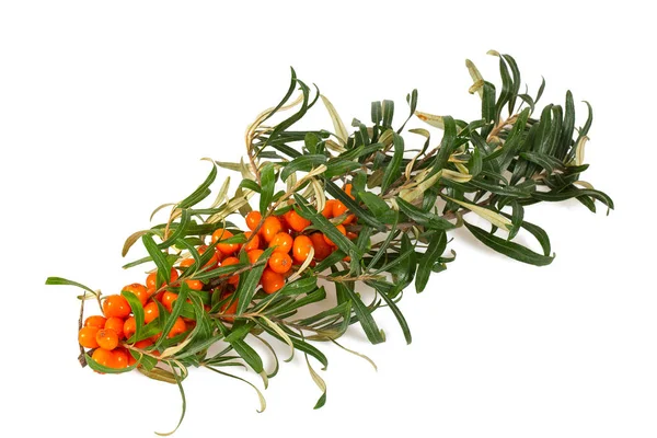 Sea Buckthorn Isolated White — Stock Photo, Image