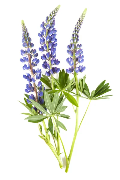 acı bakla çiçek beyaz arka plan üzerinde izole