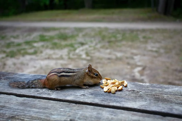 Cute Chipmunk Eating Peanuts — Stock Photo, Image
