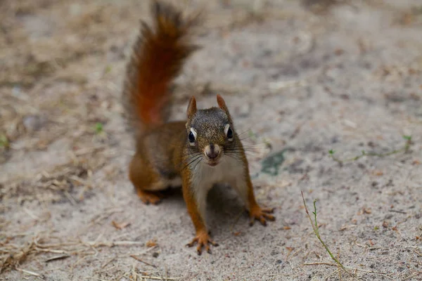 Squirell Looking Camera — Stock Photo, Image