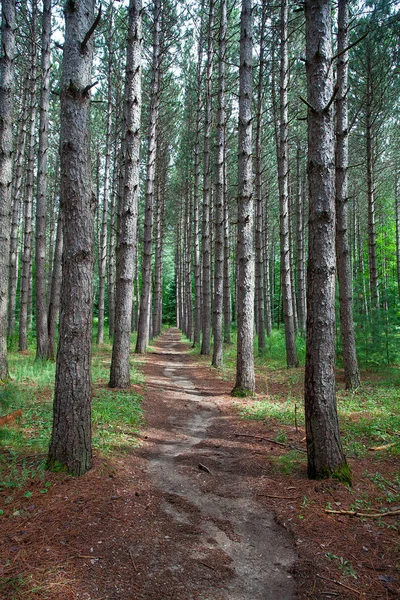 Tranquilizar Maneira Floresta Idílica — Fotografia de Stock