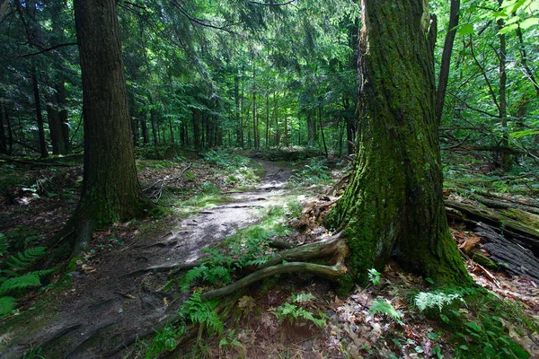 Vacker Skog Solig Dag — Stockfoto