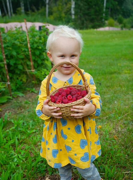 Cute Girl Raspberries Basket — Stock Photo, Image