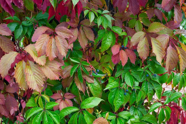 Foglie Uva Selvatica Autunno — Foto Stock