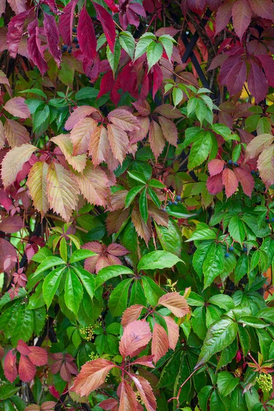 Wilde Traubenblätter Herbst — Stockfoto