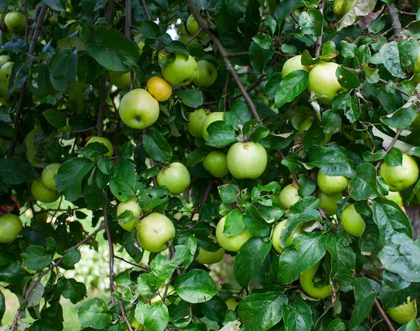 Manzanas Creciente Fondo Cerca —  Fotos de Stock
