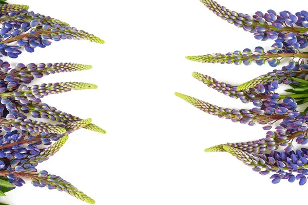 acı bakla çiçek beyaz arka plan üzerinde izole