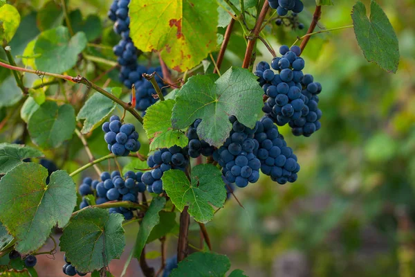 Красивый Виноград Растет Открытом Воздухе — стоковое фото