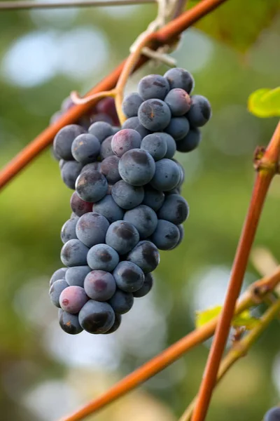 Mooie Druiven Groeien Buiten — Stockfoto