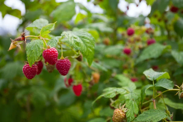 Culture Framboises Dans Jardin — Photo