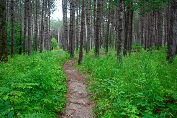 Tranquil Idyllic Forest Way — Stock Photo, Image