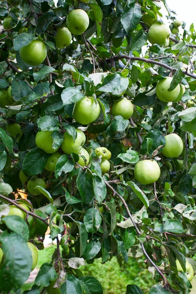 Manzanas Creciente Fondo Cerca —  Fotos de Stock