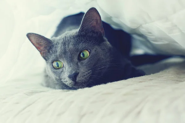 Χαριτωμένο Γκρίζα Γάτα Είναι Κάτω Από Την Κουβέρτα — Φωτογραφία Αρχείου