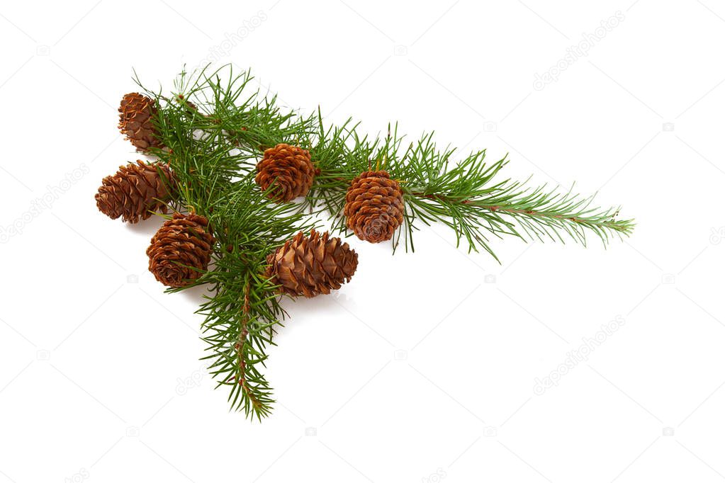 larch branch with cones isolated on white