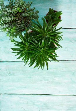 Çeşitli kaktüs ve sulu bitkilerin toplanması