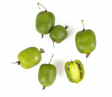 beyaz izole actinidia