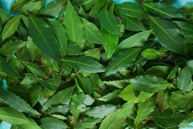 taze defne yaprağı aldı