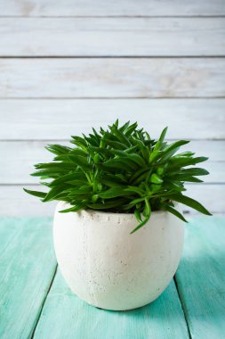 Turkuaz ahşap yüzeyde saksıda güzel sulu bir çiçek.