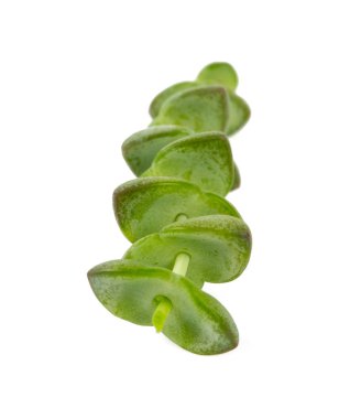 Yeşim bitkisi tesisi üzerinde beyaz izole